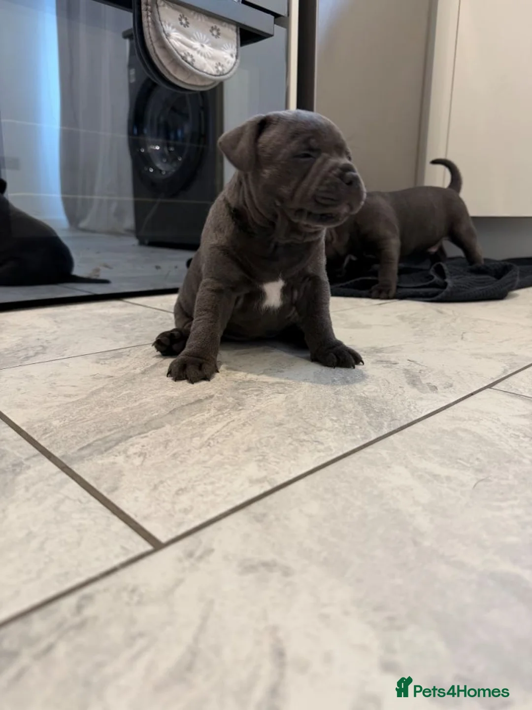 Mixed Breed dogs for sale: Beautiful Blue Staffordshire Bull Terriers 🐾  - Advert 2