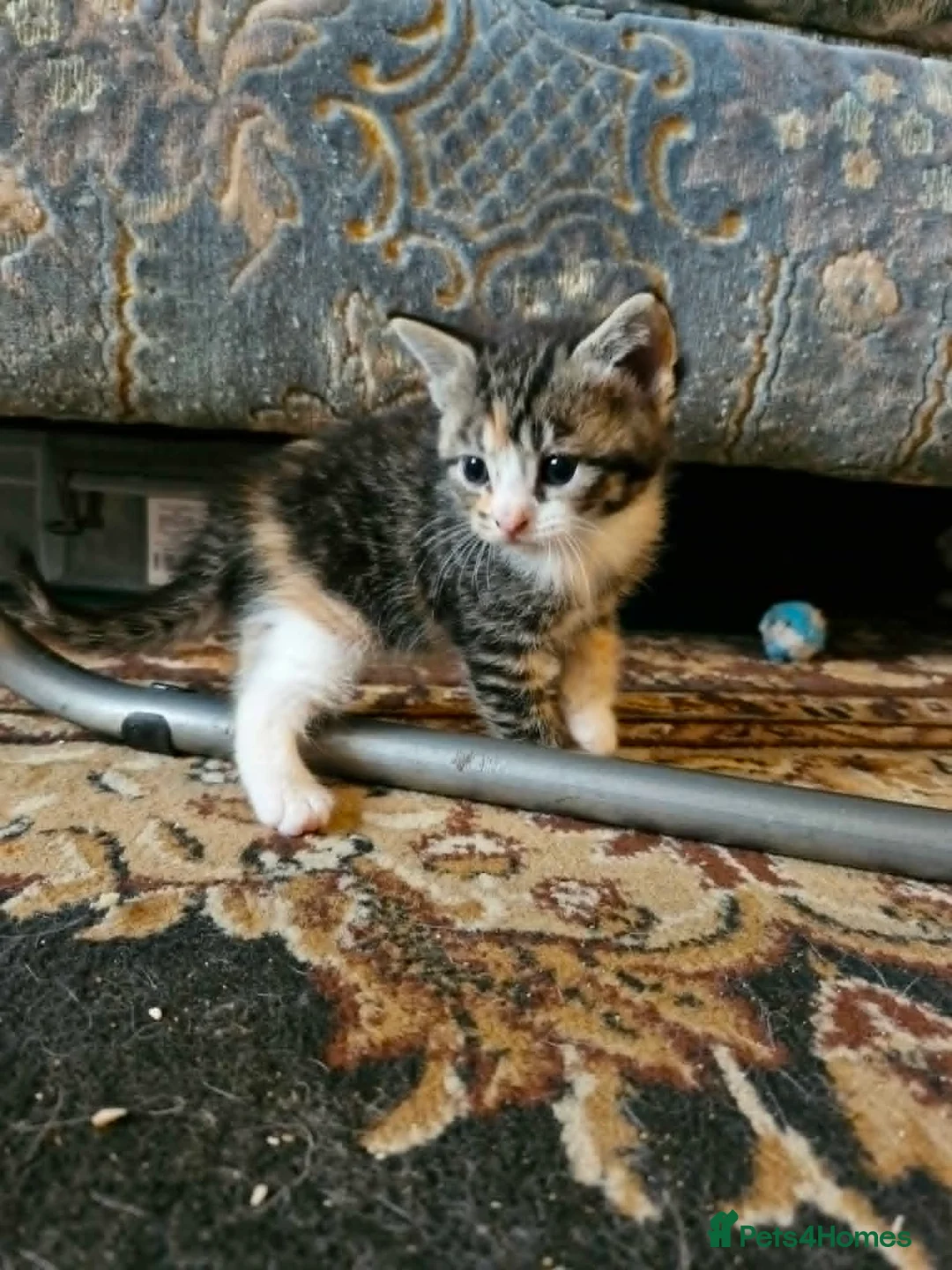 Maine Coon cats for sale: Maine coon cross kittens - Advert 9