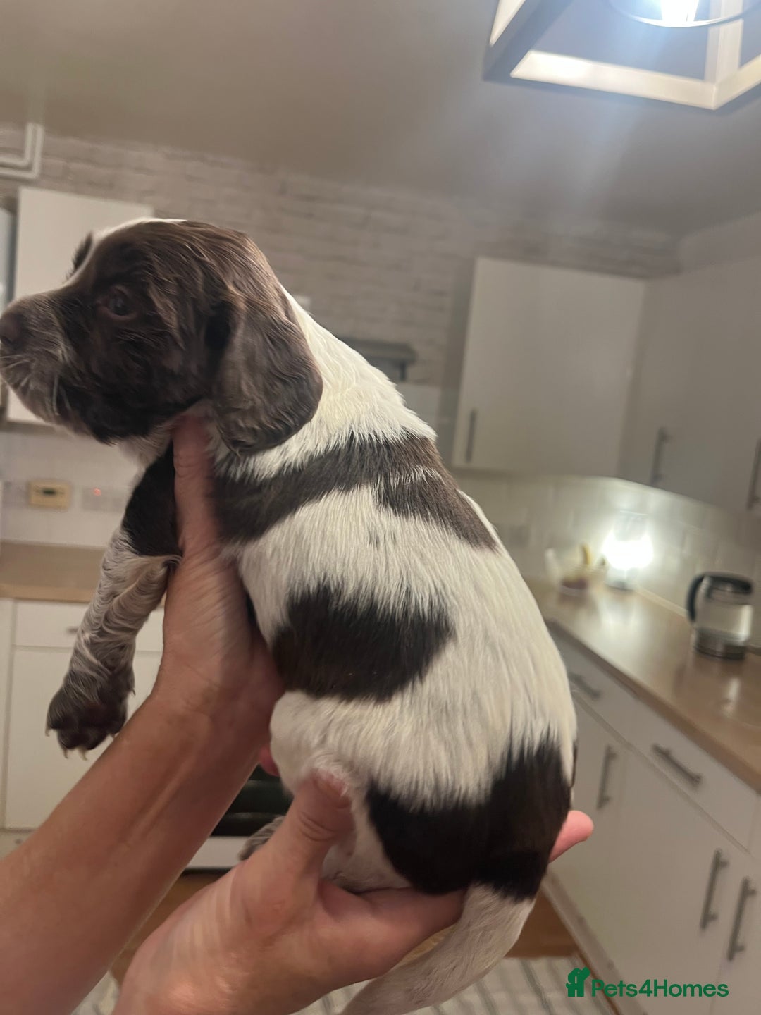 Cocker Spaniel dogs for sale: BEAUTIFUL COCKER SPANIEL PUPS - Advert 15