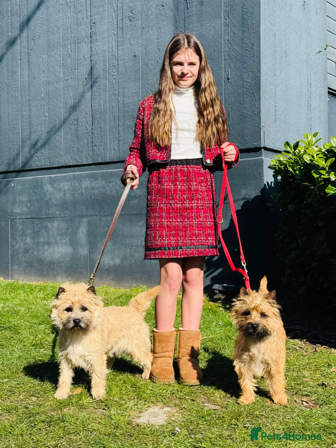 Cairn Terrier dogs for stud: Quality KC reg, health tested stud  - Advert 6