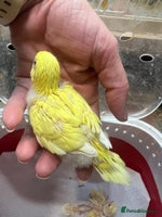 Budgerigars birds Hand Tame Budgie Chicks Ready mid December - Advert 4