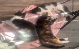 Maine Coon cats for sale:  Vet check. Full Vaccinated. Microchiped kittens in Sudbury - Image 3