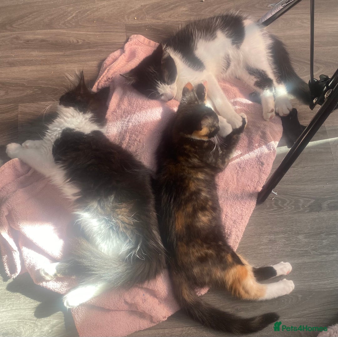 Maine Coon cats for sale:  Vet check. Full Vaccinated. Microchiped kittens in Sudbury - Image 3
