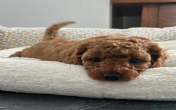 Cavapoo dogs for sale: F1B CAVAPOO FOX RED - Image 9