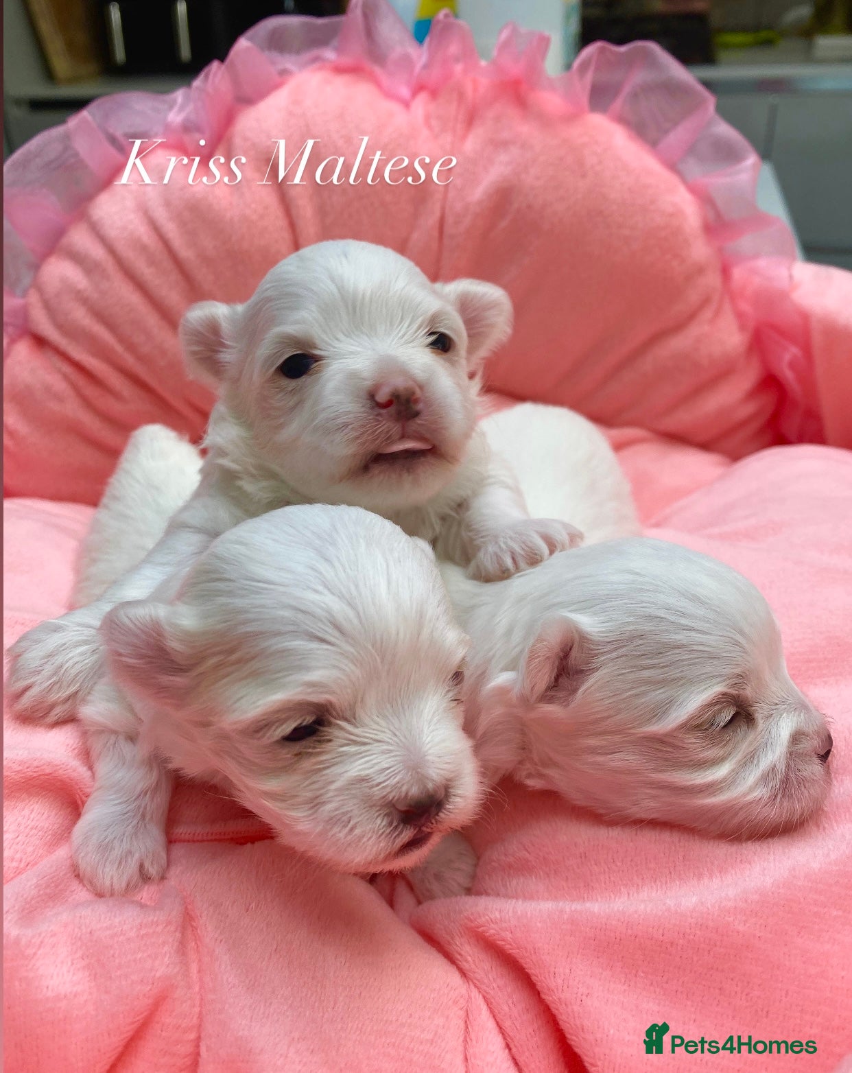 Maltese dogs ✨Outstanding kc registered Korean Maltese puppies✨ - Advert 11