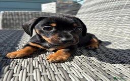 Miniature Dachshund dogs for sale: ADORABLE MINIATURE DACHSHUND PUPPIES - Image 2