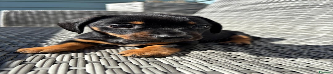 Miniature Dachshund Puppy 2
