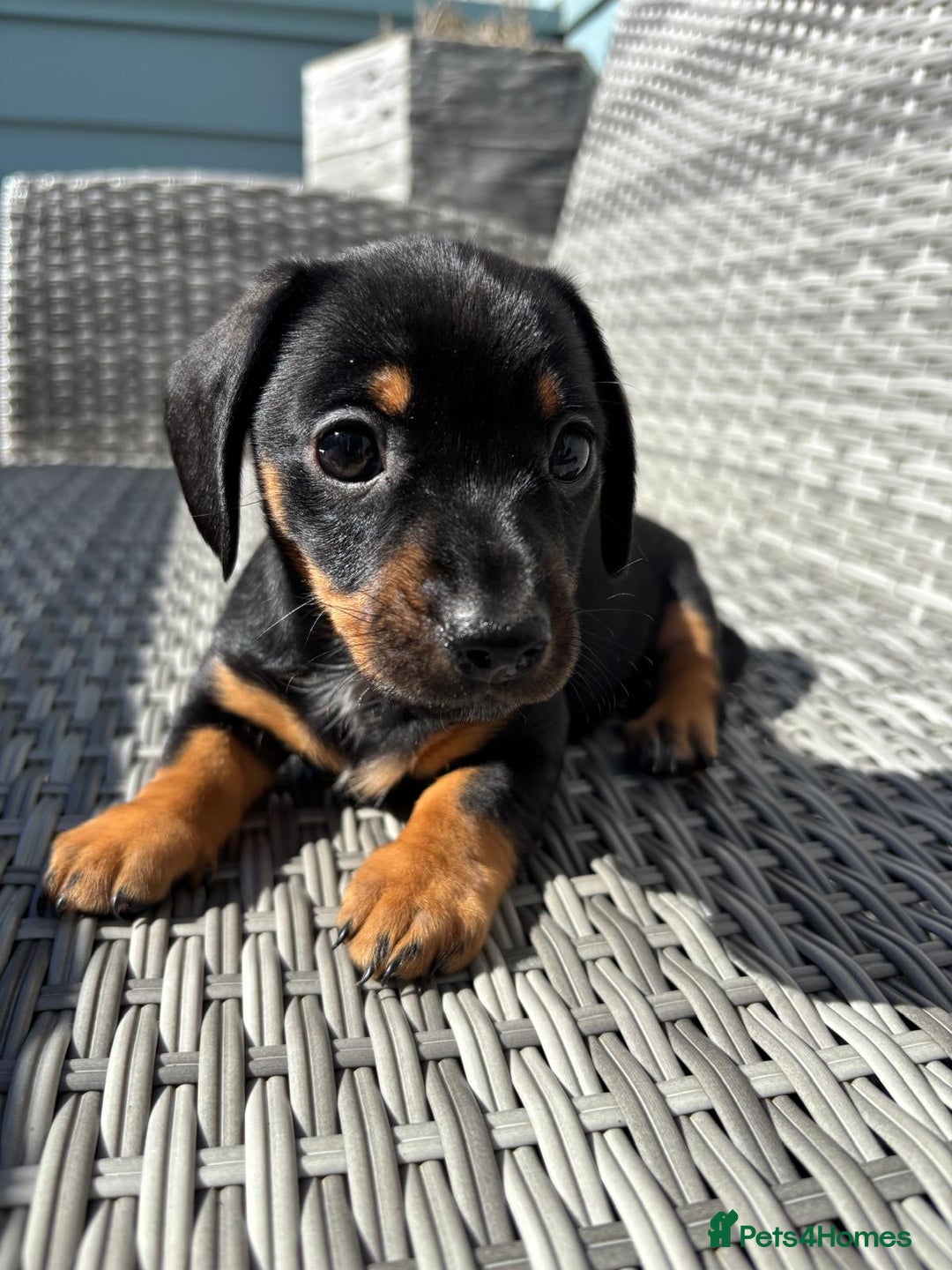 Miniature Dachshund dogs for sale: ADORABLE MINIATURE DACHSHUND PUPPIES - Image 2