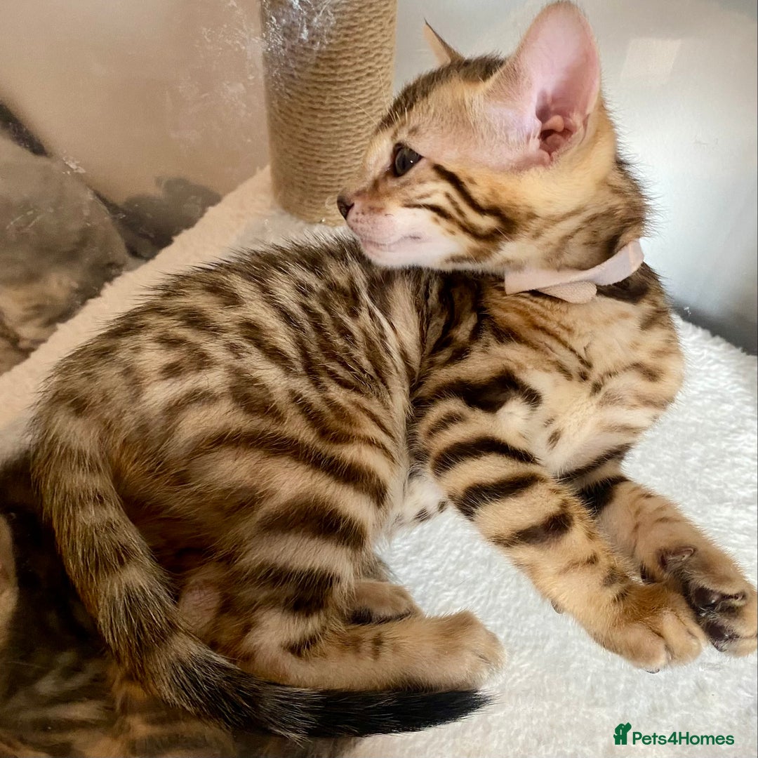 Bengal cats for sale: ⭐️ 1 LEFT!! - STUNNING TICA REG BENGAL CUBS ⭐️ - Image 2