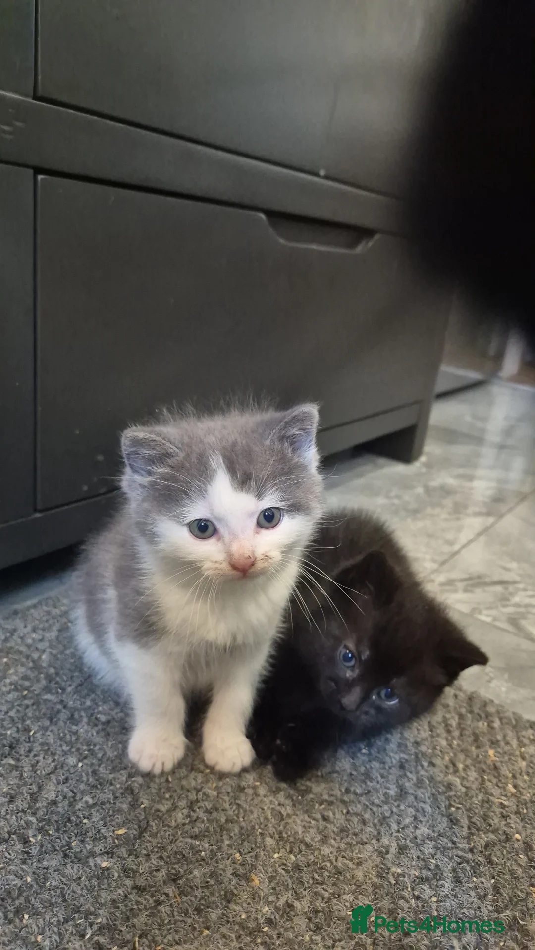 Nebelung cats for sale: 2 gorgeous nebelung kittens - Advert 2