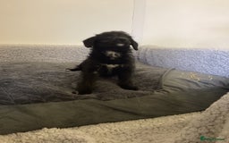 Mixed Breed dogs for sale: Whippet x bedlington - Image 19