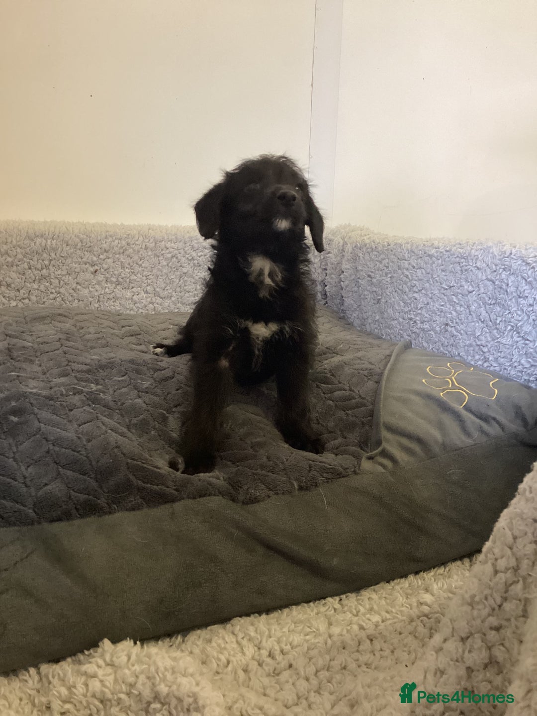 Mixed Breed dogs for sale: Whippet x bedlington - Image 19