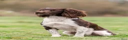 English Springer Spaniel dogs for sale: KC registered L&W springer pups  - Advert 13