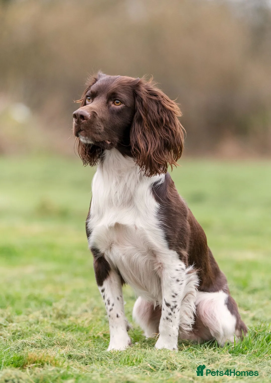 English Springer Spaniel dogs for sale: KC registered L&W springer pups  - Advert 13
