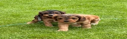 Cockapoo dogs for sale: Beautiful cockerpoo puppies  - Advert 23