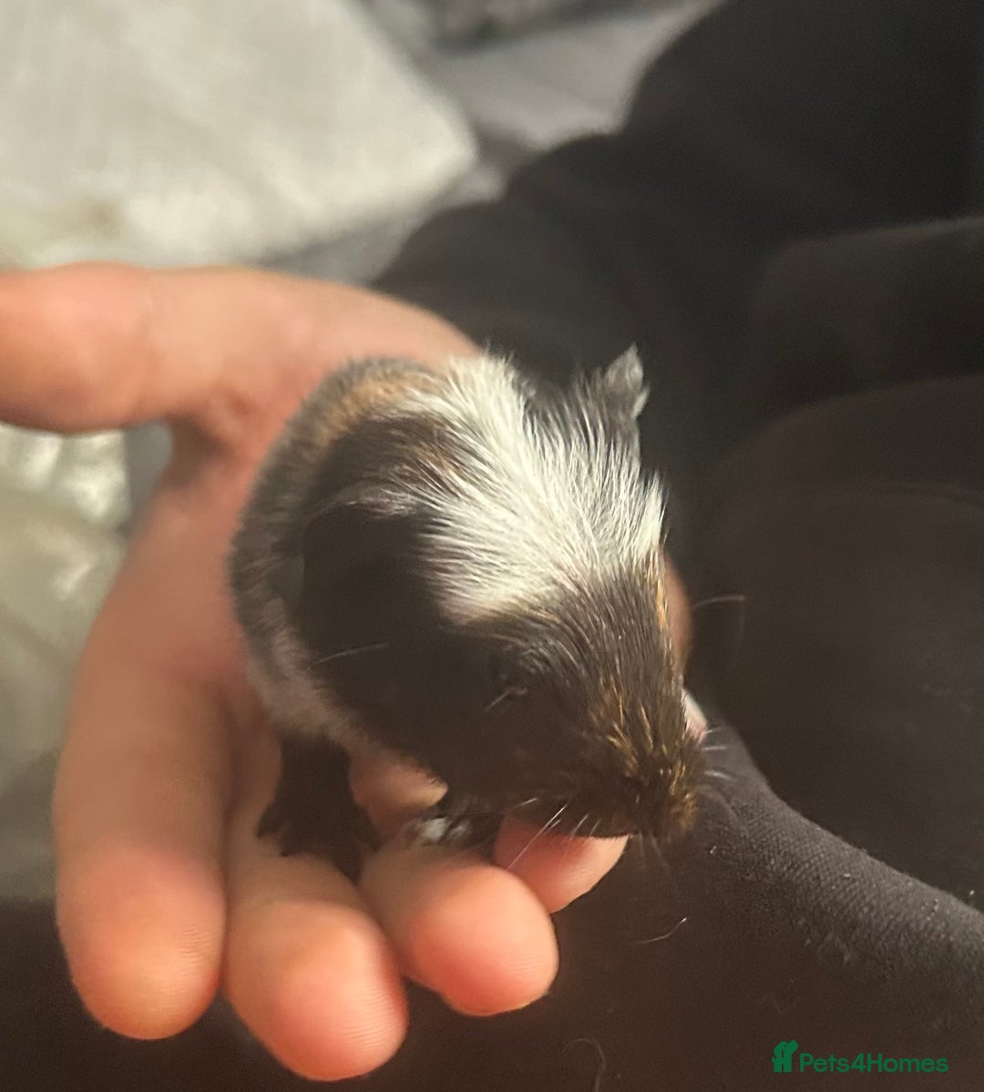 Guinea Pig rodents for sale: 3 baby American crested Guinea pigs  - Image 15