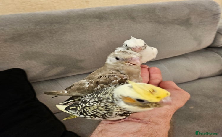 Cockatiels birds - Advert 2