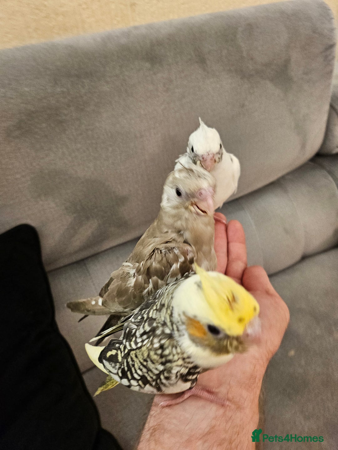 Cockatiels birds for sale: Tame cockatiel chicks  - Image 1