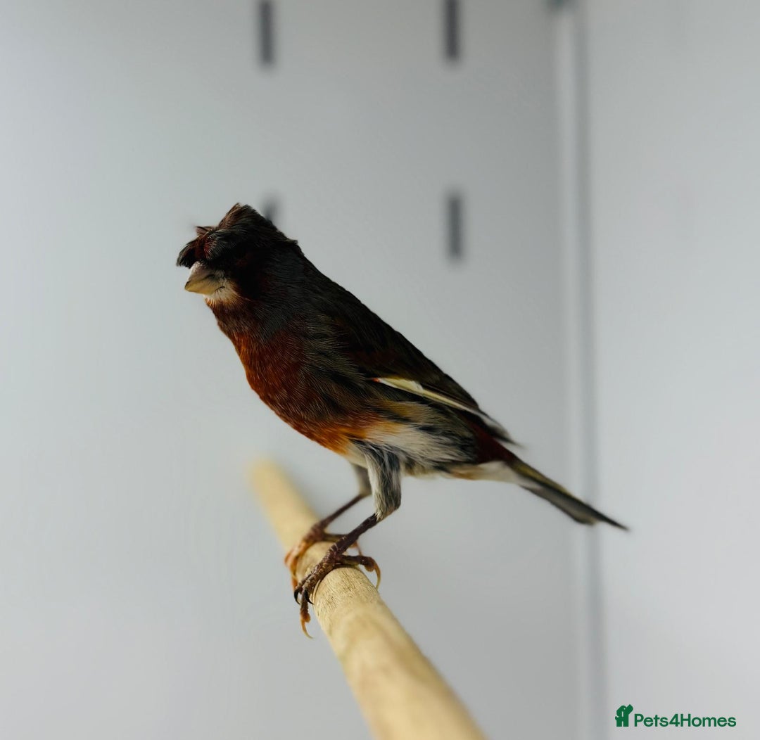 Canaries birds for sale: Harlequin canaries  - Advert 13