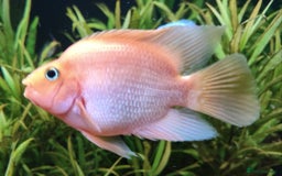 Other/Mixed Breed fish for sale: Orange Parrot Cichlid (Parrot Fish) - Image 2