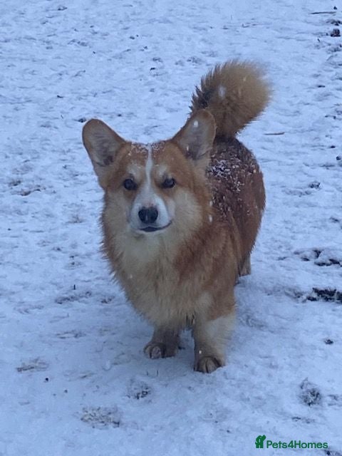 Welsh Corgi Pembroke dogs Gorgeous RKC reg corgi's DNA health tested parents - Advert 2
