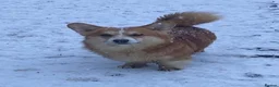 Welsh Corgi Pembroke dogs for sale: Gorgeous RKC reg corgi's DNA health tested parents - Advert 2