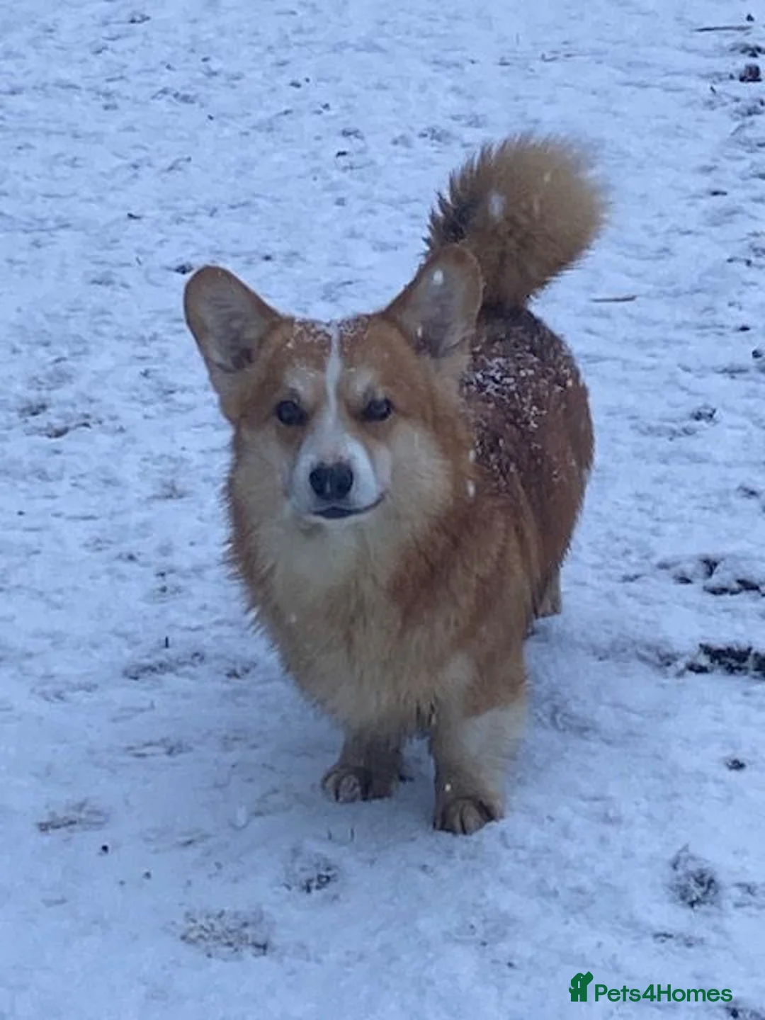 Welsh Corgi Pembroke dogs for sale: Gorgeous RKC reg corgi's DNA health tested parents - Advert 2