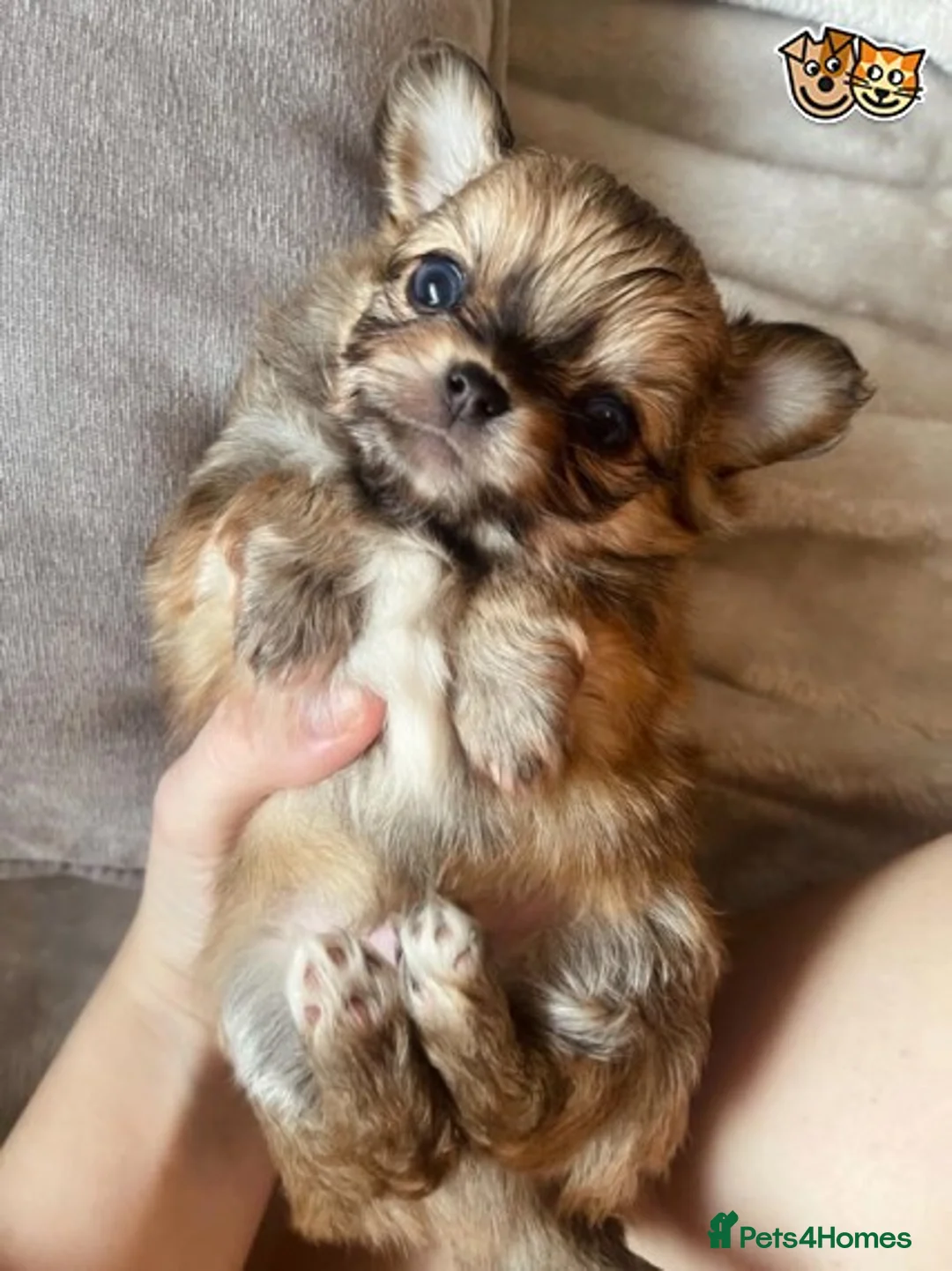 Chihuahua dogs for stud: Lilac and tan Russian import stud dog DNA tested in Rotherham - Advert 34