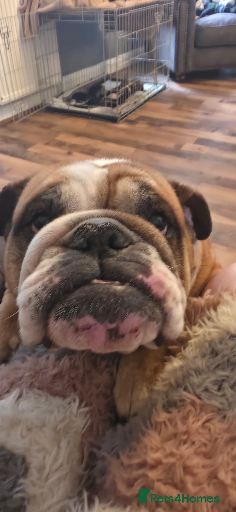 English Bulldog dogs Ethel  - Advert 1