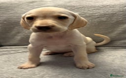 Labrador Retriever dogs for sale: Ready now beautiful Labrador retriever puppies - Image 15