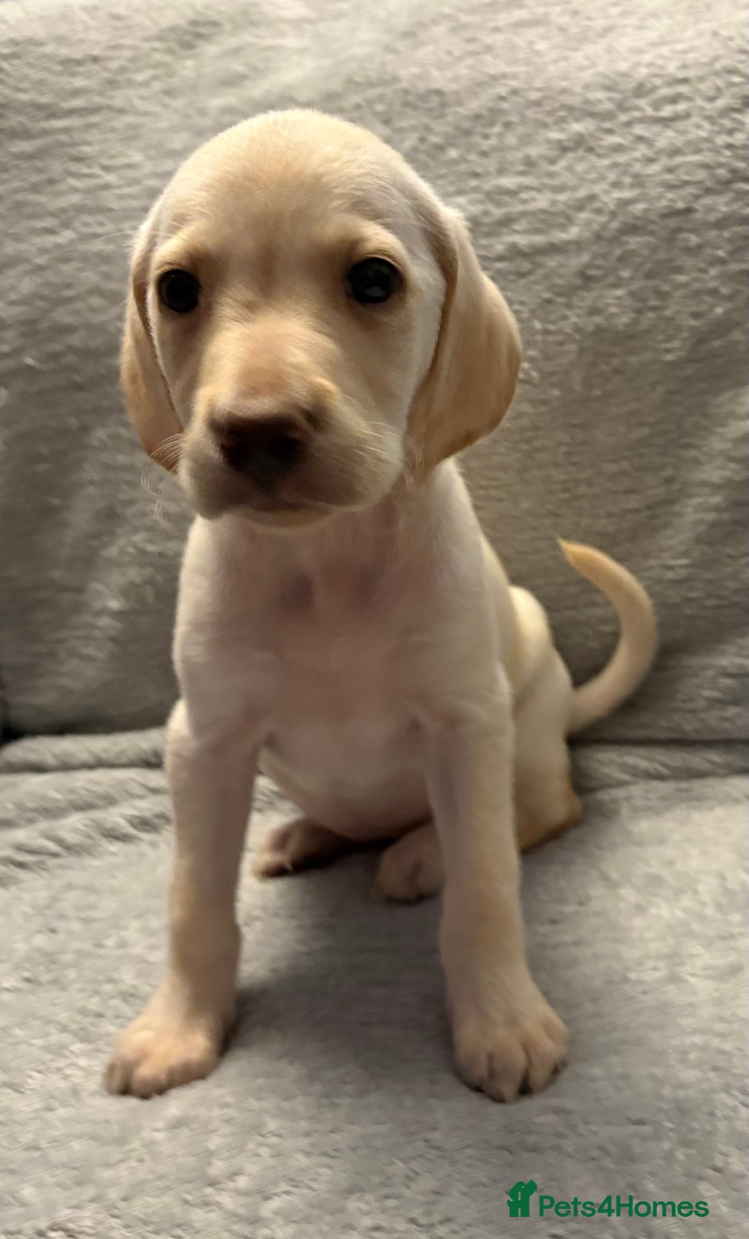 Labrador Retriever dogs for sale: Ready now beautiful Labrador retriever puppies - Image 15