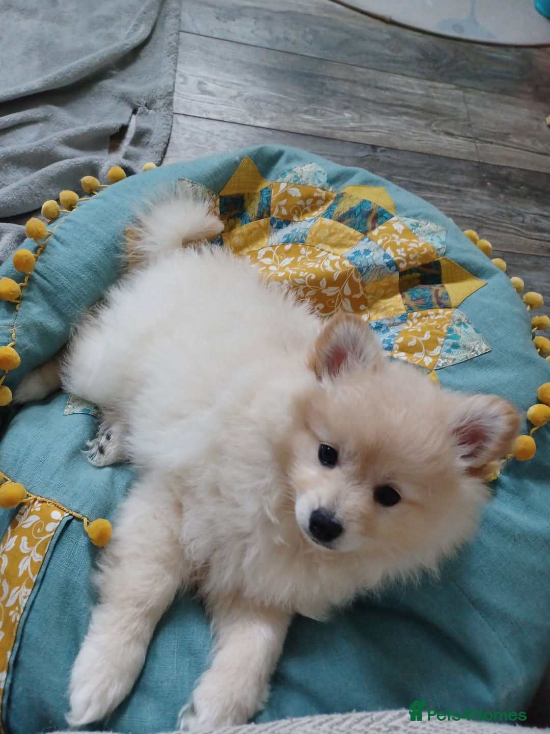 German Spitz dogs for sale: Unique female Spitz puppy available now - Advert 5