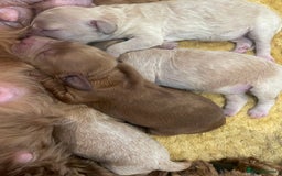 Cockapoo dogs for sale: Beautiful F2 Cockapoo Puppies PRA CLEAR  - Image 3