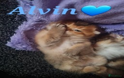 Scottish Fold cats for sale: TICA REGISTERED SCOTTISH BABIES  - Image 22