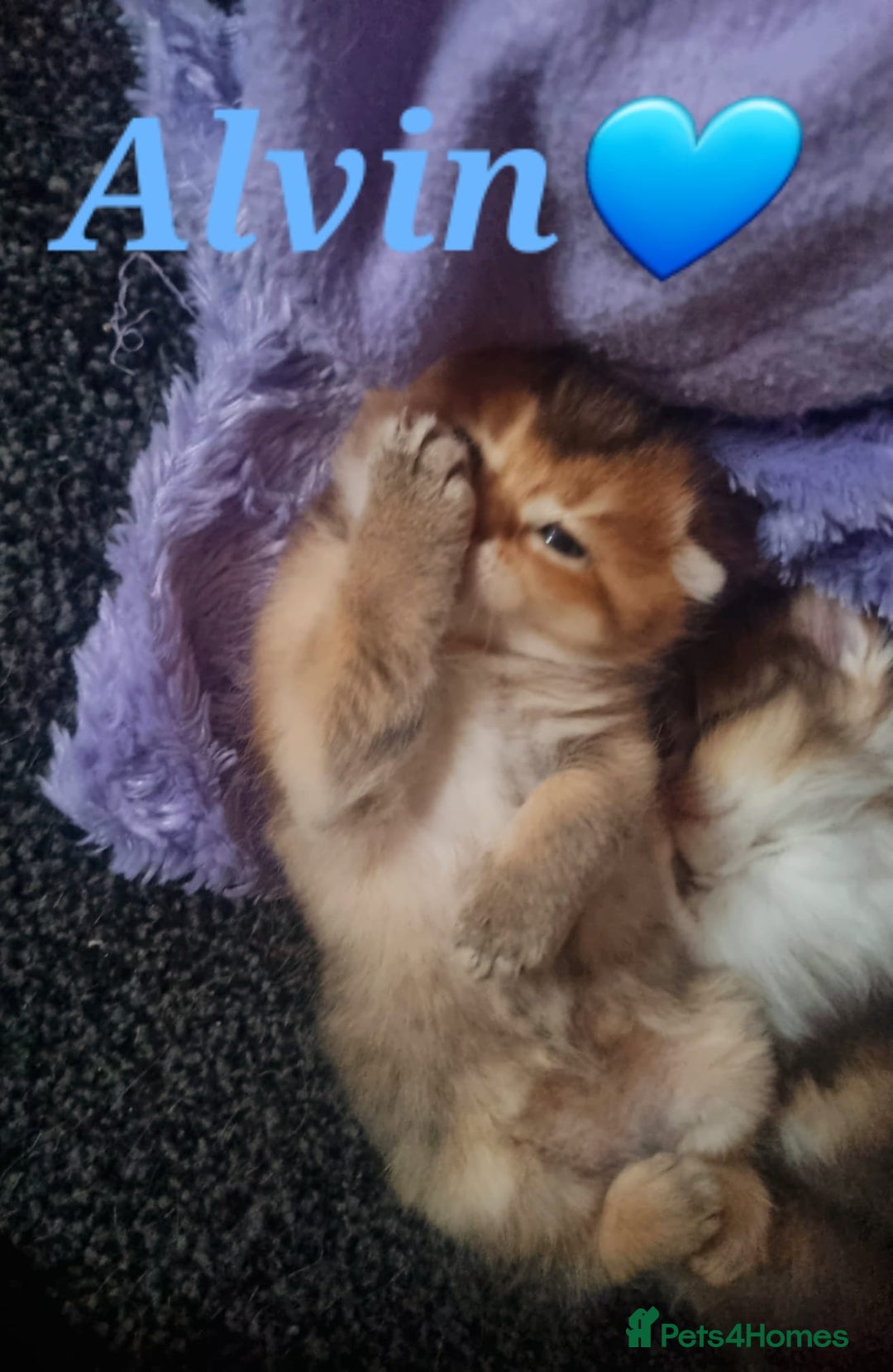 Scottish Fold cats for sale: TICA REGISTERED SCOTTISH BABIES  - Image 22