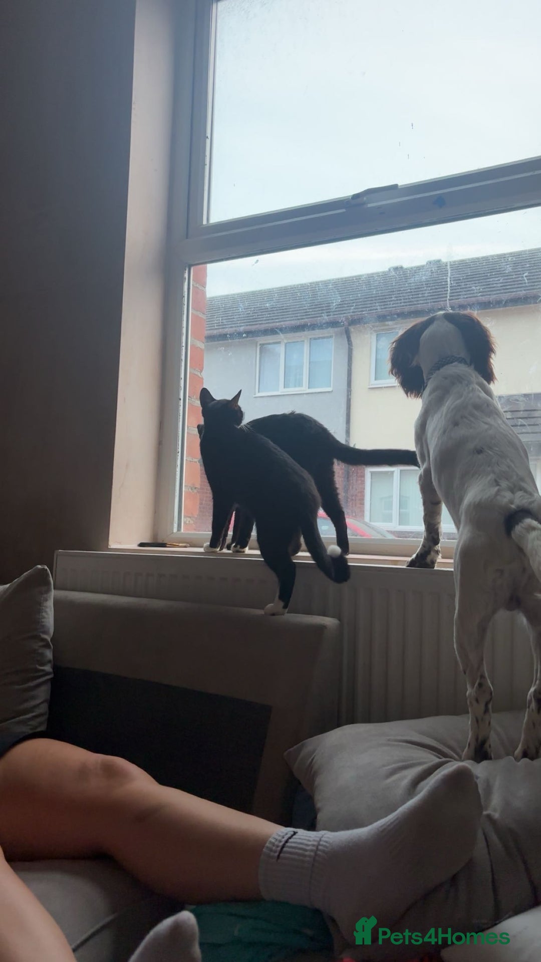 Domestic Shorthair cats for sale: Socks and midnight  - Advert 2