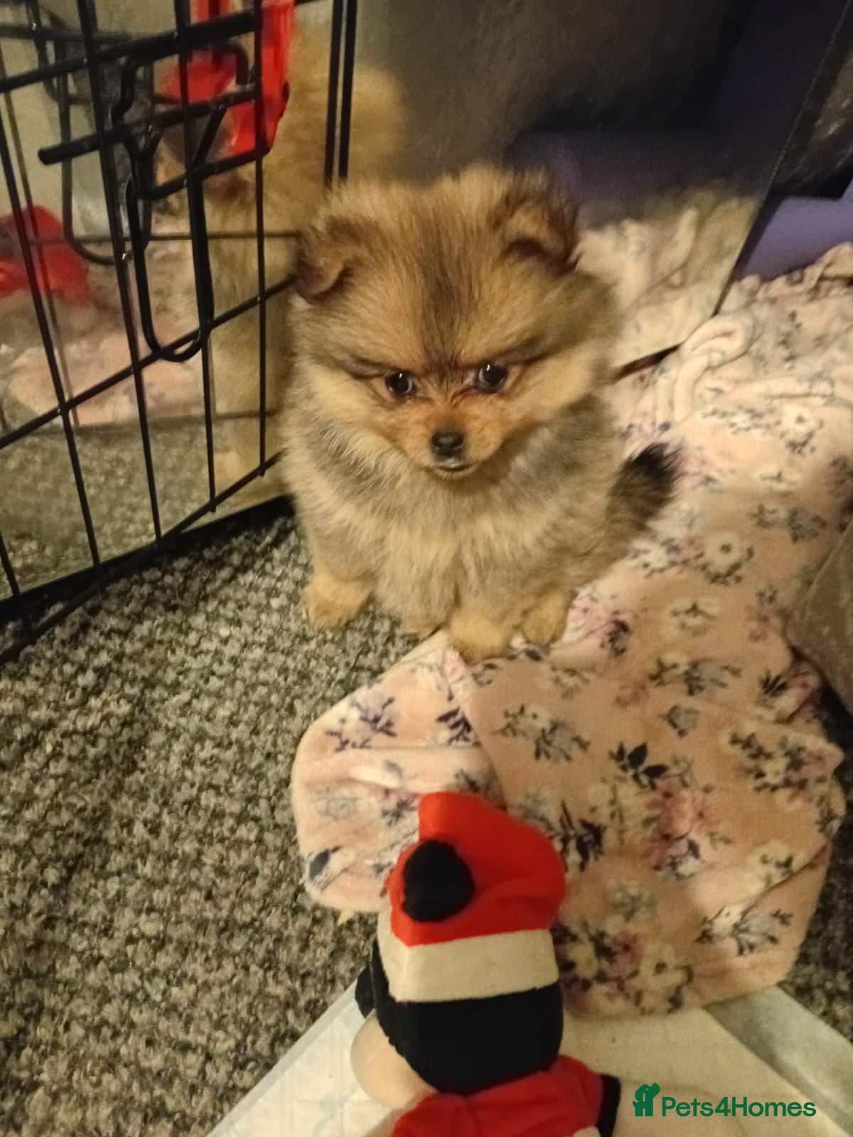 Pomeranian dogs Adorable Pomeranians - Advert 1