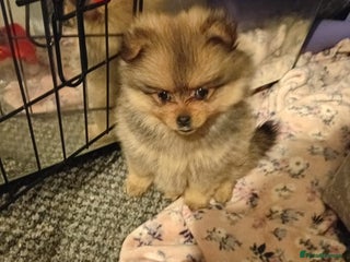 Pomeranian dogs Adorable Pomeranians - Advert 13