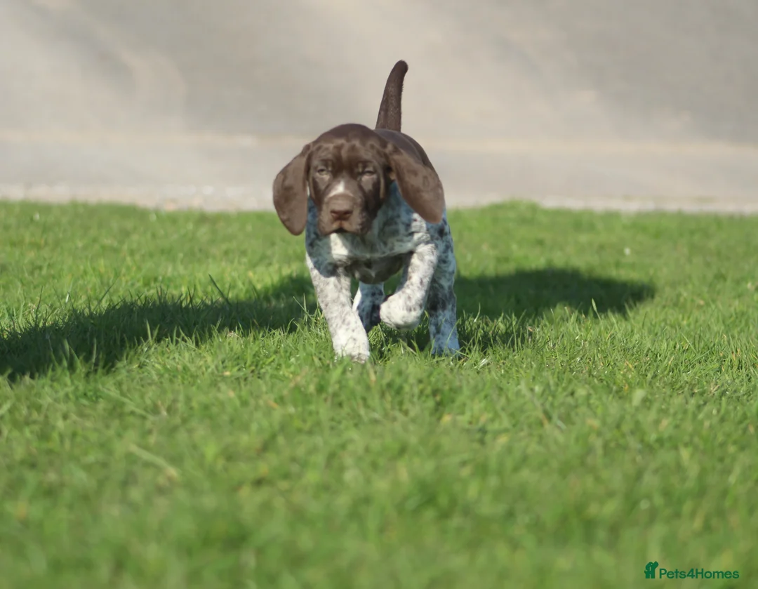 German Shorthaired Pointer dogs for sale: KC German Shorthaired Pointer Puppy in Porth - Advert 15