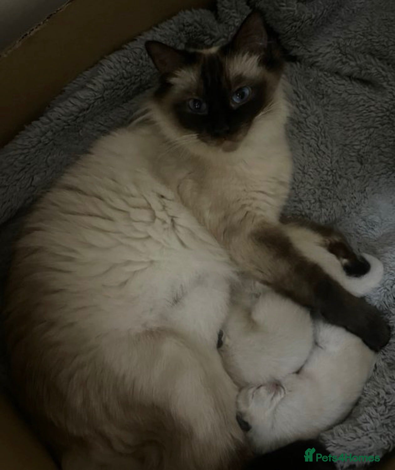 Ragdoll cats £400.Full pedigree Ragdoll kittens for sale. - Advert 11