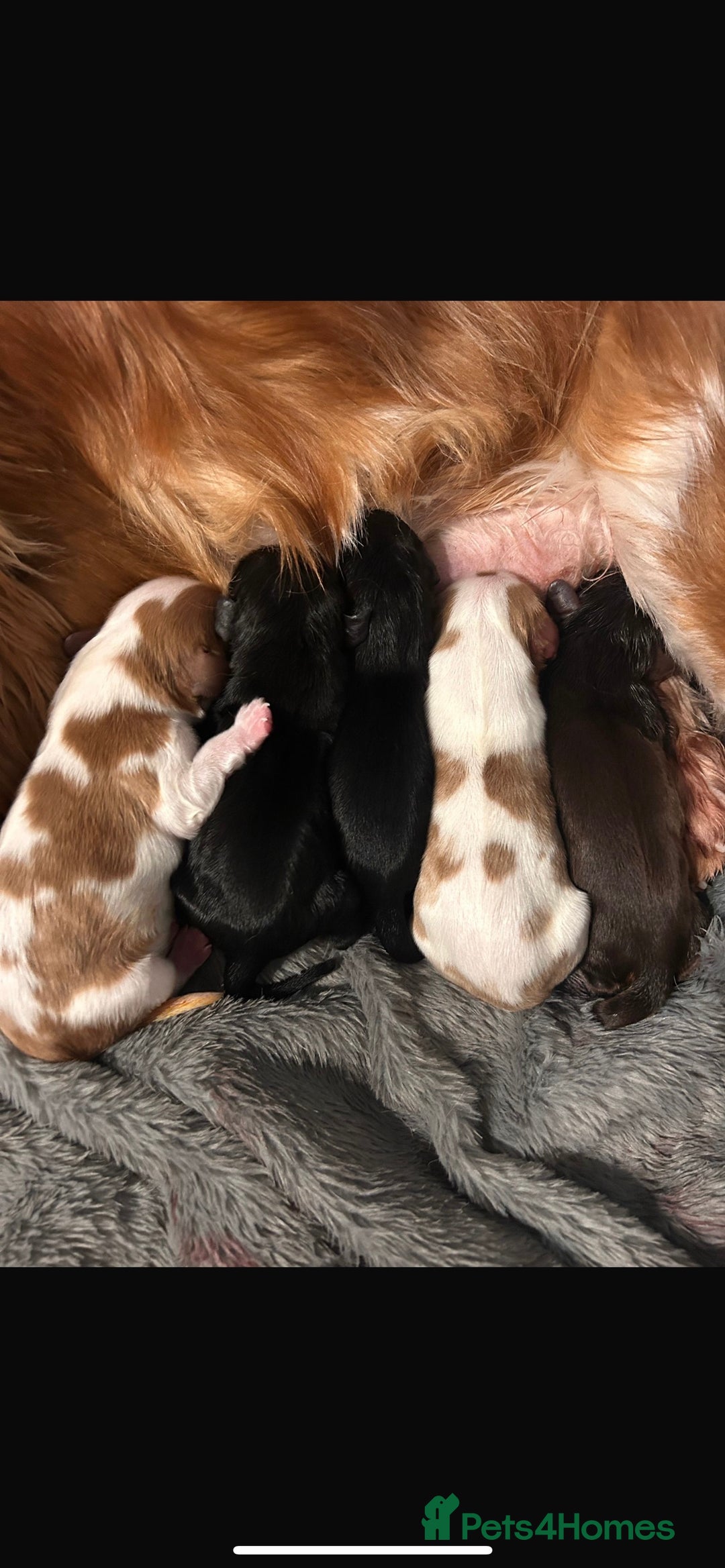 Cavalier King Charles Spaniel dogs for sale: Chocolate Kc reg cavalier King Charles - Advert 14