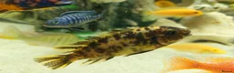 Cichlids fish for sale: African cichlids  - Advert 8