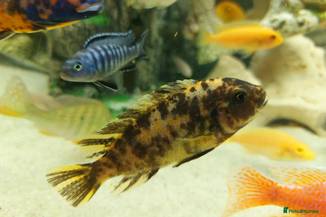Cichlids fish for sale: African cichlids  - Advert 4