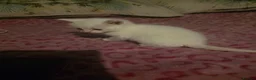 Mixed Breed cats for sale: For sale 4 beautiful kittens - Advert 19