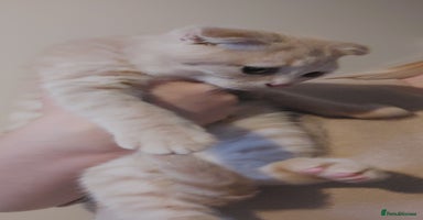 British Shorthair cats - Advert 6