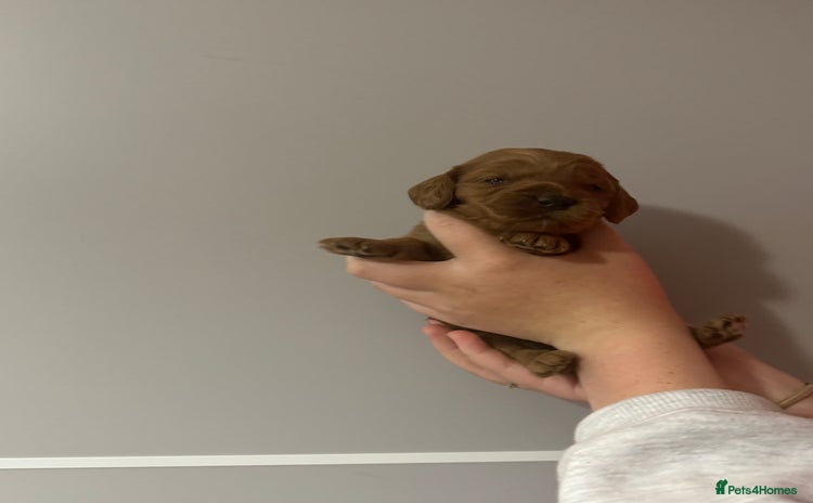 Cockapoo dogs - Advert 1