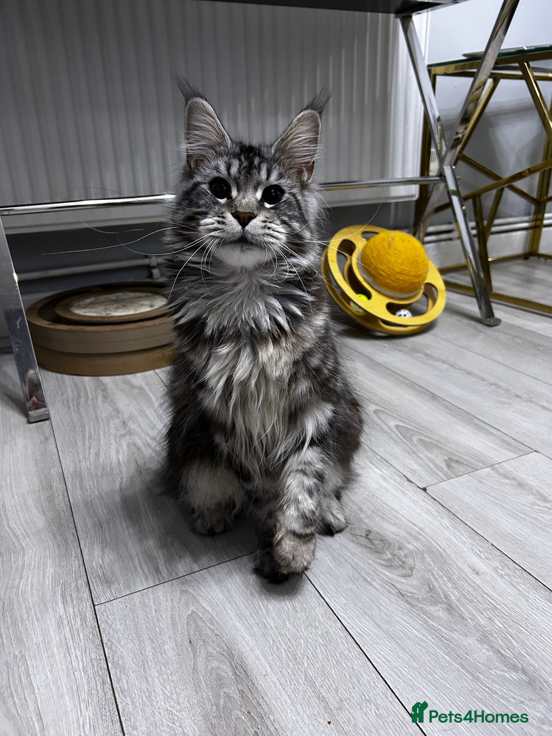 Maine Coon cats for sale: maine coon Girl  - Advert 6