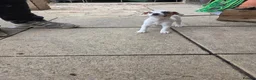 Jack Russell dogs for sale: Jack Russell Puppies x 4 in Hereford - Advert 12