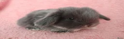 Mini Lop rabbits for sale: Baby mini Lops  for sale  - Advert 8