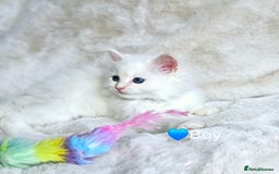 Ragdoll cats for sale: Pure Ragdoll Kittens - Image 6